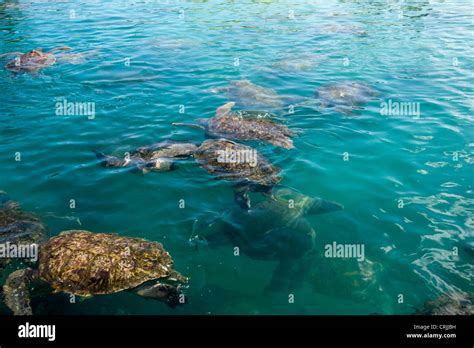 Turtles In Grand Cayman Turtle Farm Stock Photo Alamy