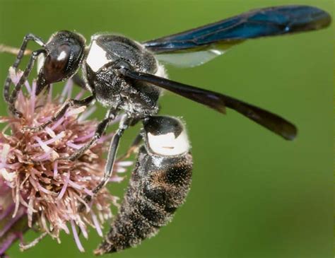 14 Common Wasps Hornets In North Carolina ID Guide Bird Watching HQ