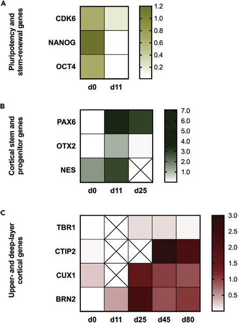 Transcriptomic Profile Through Cortical Differentiation A The Download Scientific Diagram