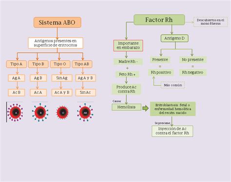 Fisiolog A M Dica Sangre Generalidades Sistema Abo Y Factor Rh