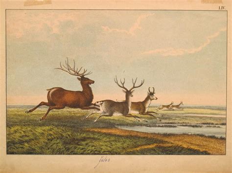 ‘Where the deer and the antelope play’ on display