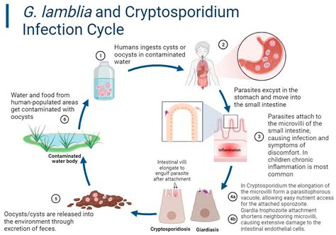 Cryptosporidium Parvum Life Cycle