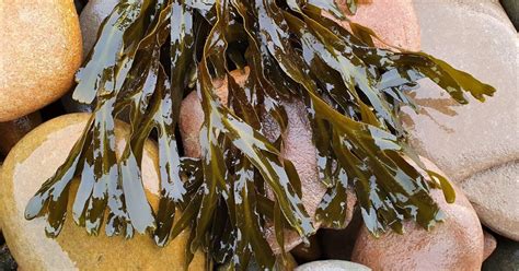 Species Spotlight Spiral Wrack Updates Horizon Seaweed