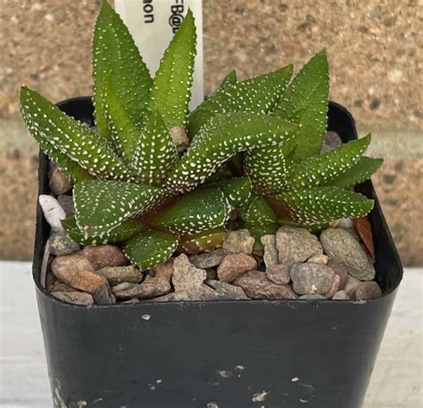 On Sale Haworthiopsis Attenuata F Tanba Plant