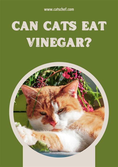 is vinegar bad for cats 6