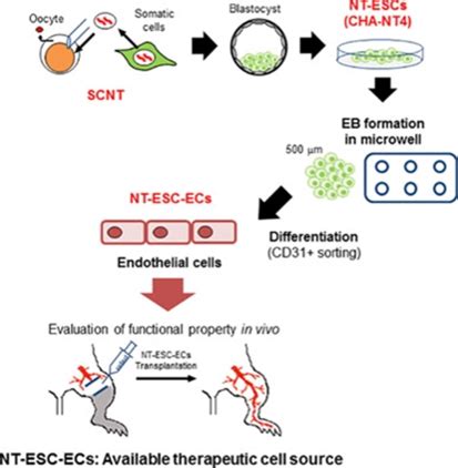 What’s the Stem Cells Buzz this Week? - SCNT-hESC Endothelial Cells ...