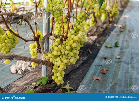 Cachos De Uvas Brancas De Mesa Em Estufa Foto De Stock Imagem De