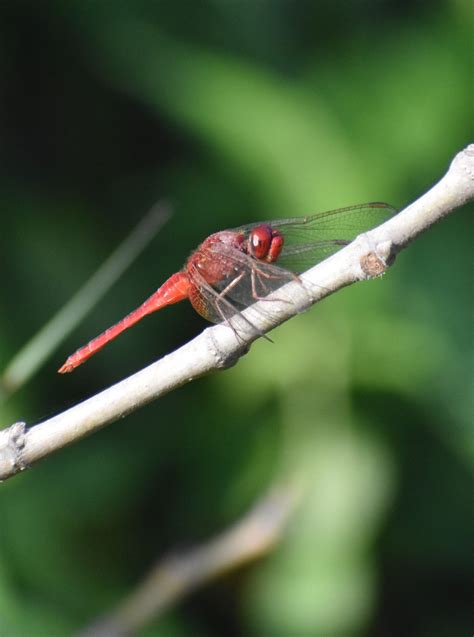 Crocothemis Servilia Drury 1770 By Sumit Joshi On 17 October 2023