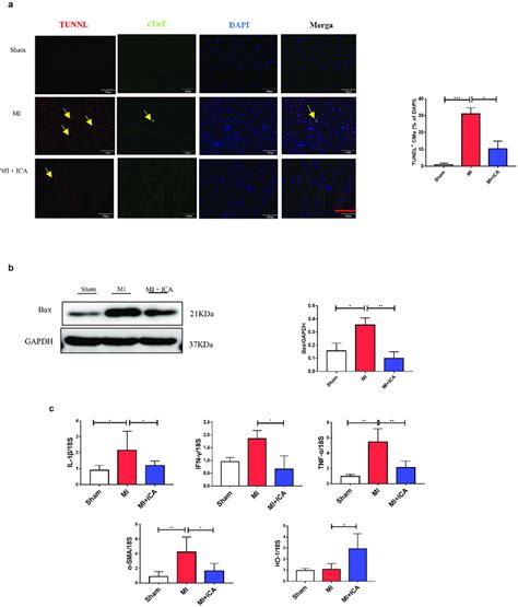 Icariin Prevents Myocardial Cell Apoptosis A Mice Myocardial Were