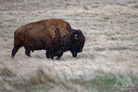 Wild Colorado - Fascination Wildlife