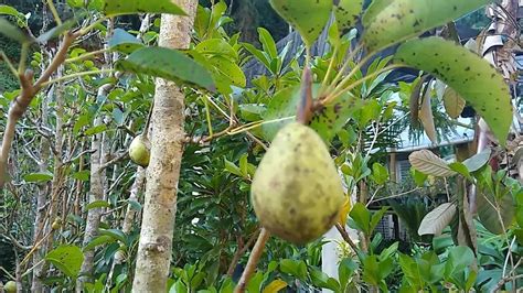 Frut Feras Produzindo Em Vaso Pera Mirtilo Gin Cereja Sapoti Abiu Roxo