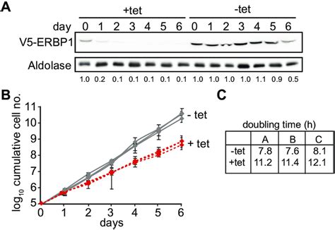 ERBP1 Is Required For Normal Growth Of Bloodstream Form T Brucei