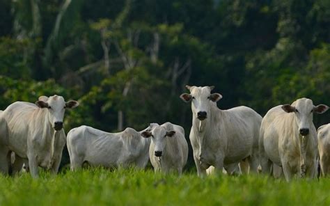 RedeAgro promove seminário pecuaristas em Cuiabá Revista Globo