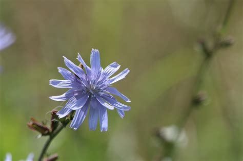 Fleur Fleurs La Nature Photo Gratuite Sur Pixabay Pixabay