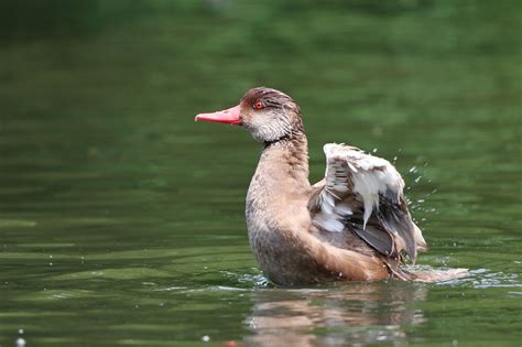 Burung Bebek Satwa Foto Gratis Di Pixabay Pixabay