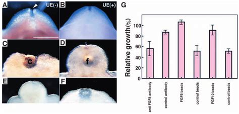 GT Outgrowth Is Dependent On The Presence Of The Distal Region Of The