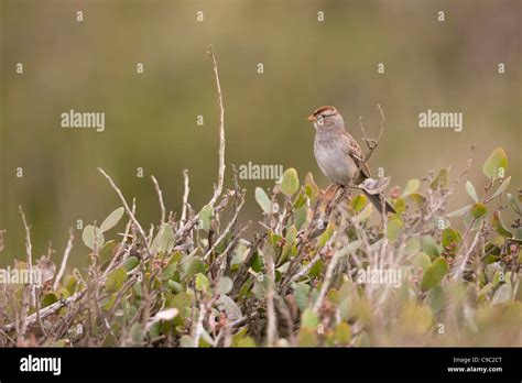 White Crowned Sparrow Zonotrichia Leucophrys Gambelii Gambels