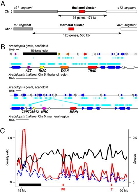 The Chromosomal Context Of The Thalianol And Marnerol Gene Clusters