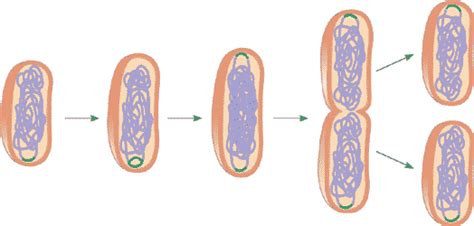 Quia 9ap Chapter 12 The Cell Cycle Detailed