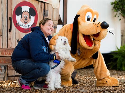 Pet Boarding And Pet Friendly Resorts At Walt Disney World Dvc Shop