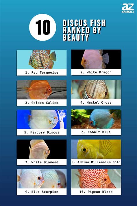 Different Types Of Discus Fish