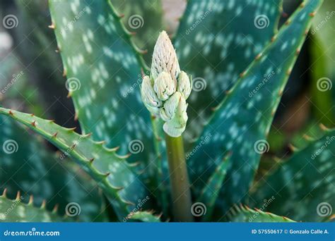 How To Get Aloe Vera Plant To Flower Plantă Blog