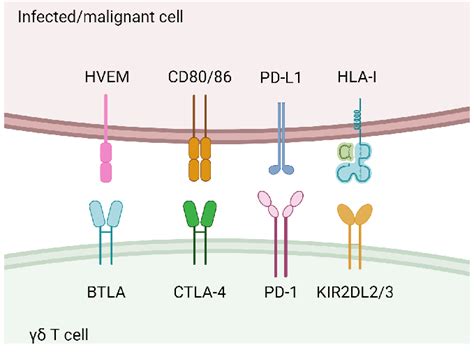 Inhibitory Receptors Expressed By Cd T Cells Shown In Conjunction With