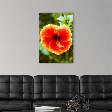 Brightly Colored Hibiscus Flowers Wall Art Canvas Prints Framed