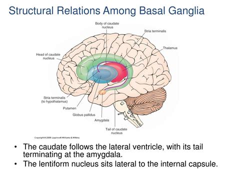 PPT - Movement Disorders: Basal Ganglia PowerPoint Presentation, free ...