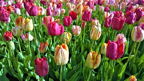 Tulip Parrot Mixed From Leo Berbee Bulb Company