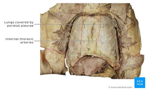 Anatomy Of Breathing Process And Muscles Of Respiration Kenhub