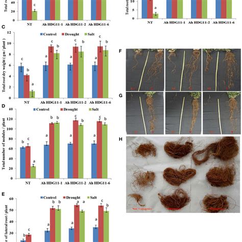 Organization Of The Arabidopsis Root Left Longitudinal Section