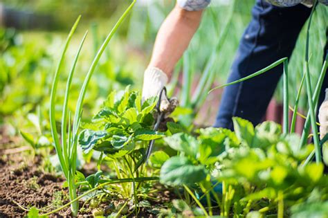 Petani Merawat Tanaman Di Kebun Sayur Di Pertanian Konsep Berkebun Dan ...