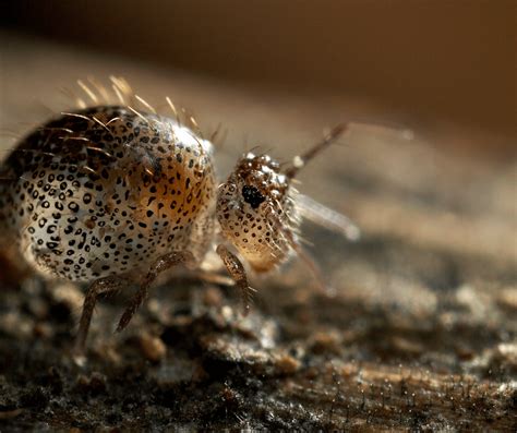 Que Sont Ces Minuscules Insectes Qui Sautent Dans La Salle De Bain