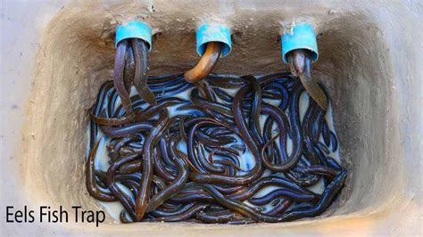 Amazing Eels Fish Trap Build From PVC Pipe Catch Lot Of Eels Bait Eels