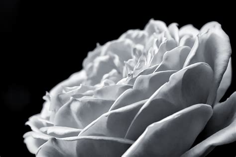 Black And White Rose Wallpaper - WallpaperSafari