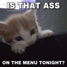 Dat Ass Cat Meme