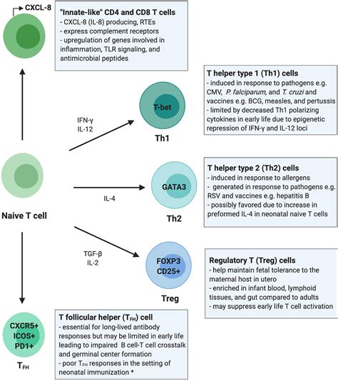 Frontiers Understanding Early Life Adaptive Immunity To Guide