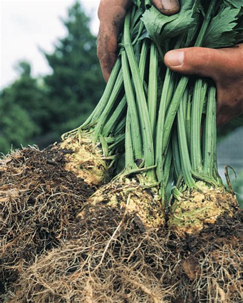 How To Grow Celeriac Fine Gardening