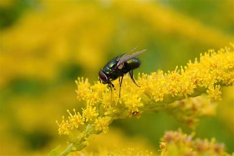Goldfliege Fly Goldenrod - Free photo on Pixabay - Pixabay