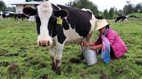 Minagri Identificar Ganado Del Per Con Uso De Aretado Actualidad