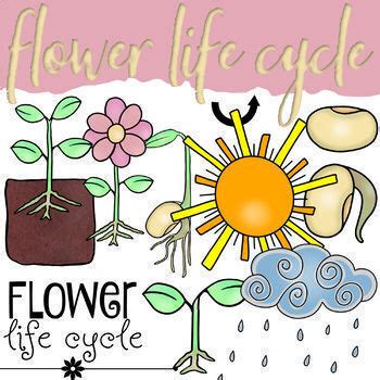 Flower Plant Life Cycle Clip Art by dana carolyn clip art | TpT