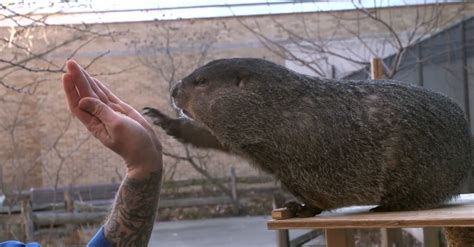 How Big Can Groundhogs Get