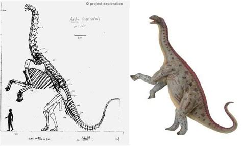 Jobaria Pictures & Facts - The Dinosaur Database