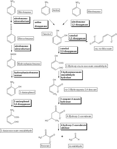 Nitrobenzene Graphical Pathway Map