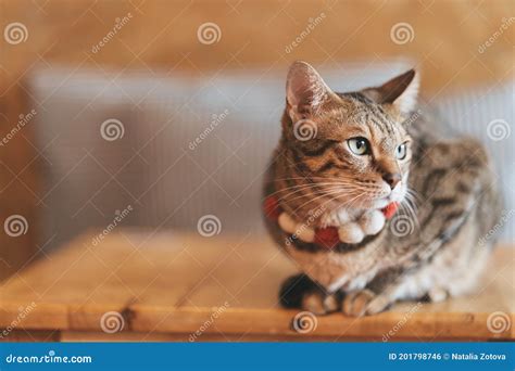 Bengal Cat Is Sittin On The Table Stock Photo Image Of Comfort