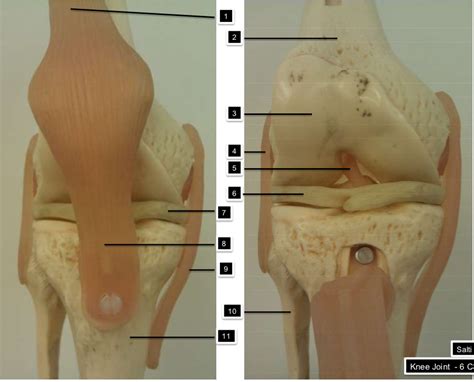 BI 231 Lab D2L Knee Joint Anterior Diagram Quizlet