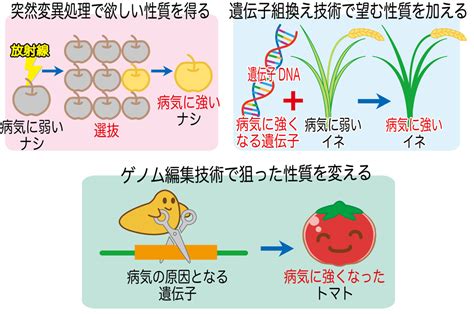 ゲノム編集～新しい育種技術～：農林水産技術会議