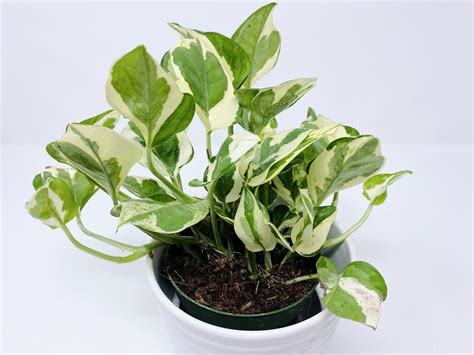 Jade Pearl Pothos Pothos Plant