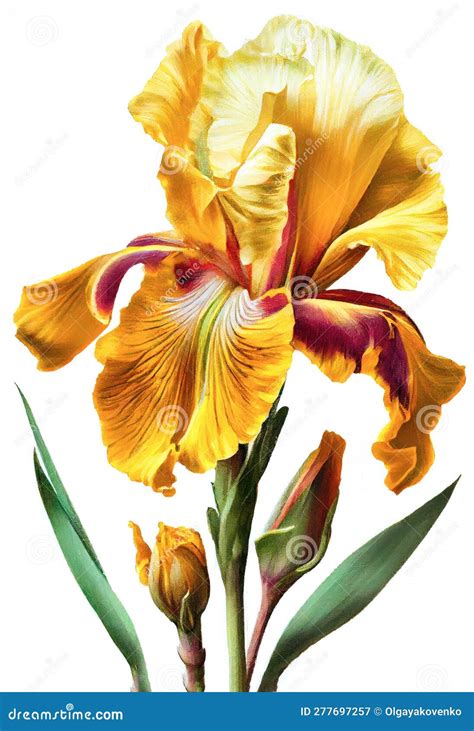 Yellow Iris Flower Drawing Isolated on White Background. Watercolor, Hand Drawn Style, Ai ...